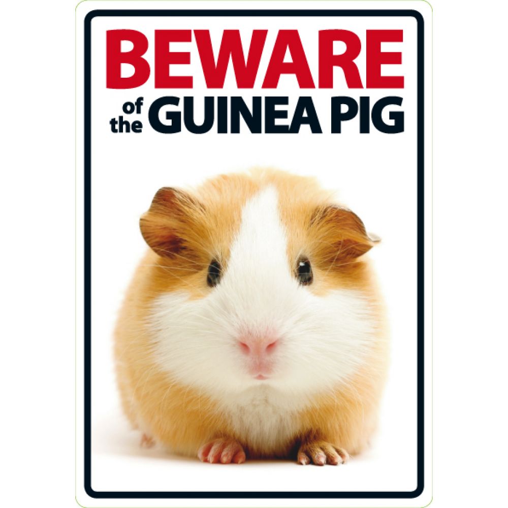 Beware Of The Guinea Pig